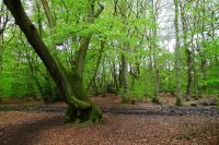 Hodgemoor woods